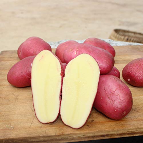 Toyheart Keimende Kartoffeln