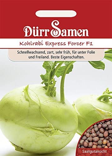 Dürr-Samen Kohlrabi Gesund