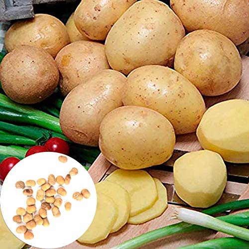 Puran Keimende Kartoffeln