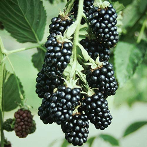 Müllers Grüner Garten Shop Brombeeren Gesund